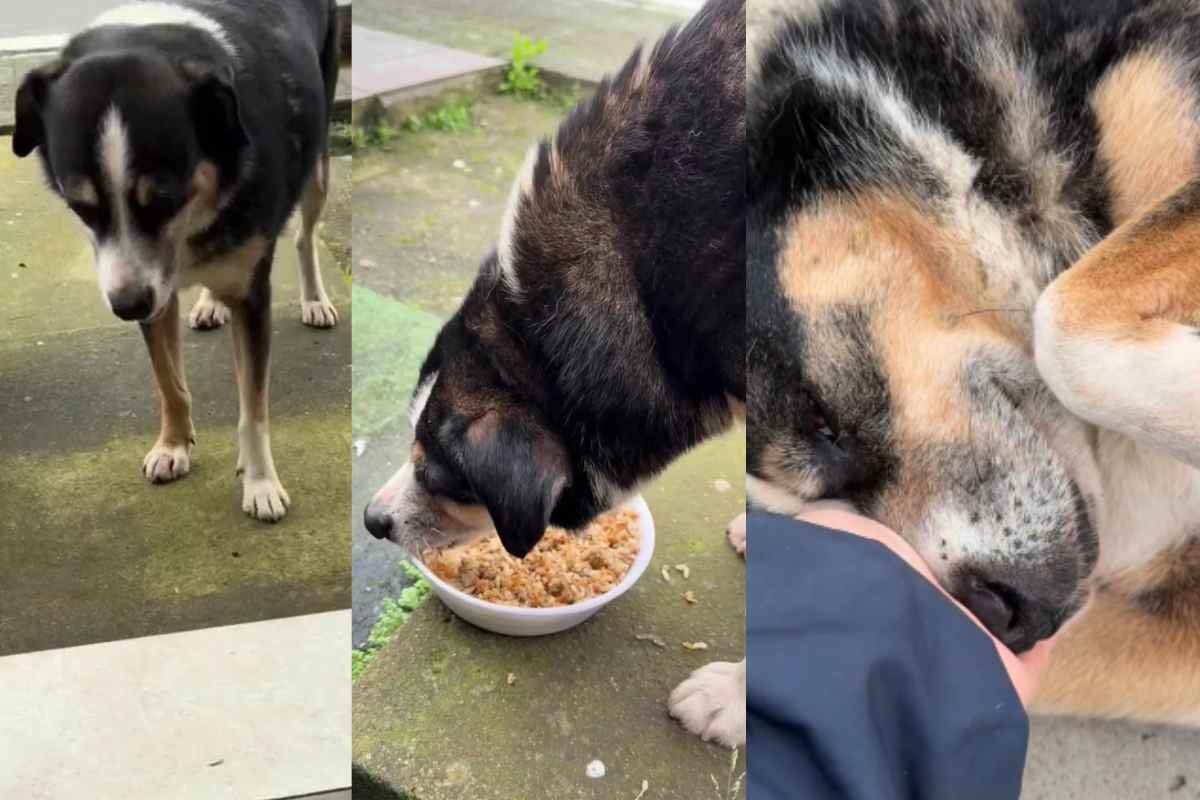 La cagnolina randagia che ogni giorno si presenta alla porta di casa