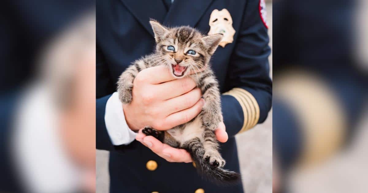 Un gatto si aggancia a un’autocarro durante la cerimonia del 11 settembre e viene salvato dai vigili del fuoco
