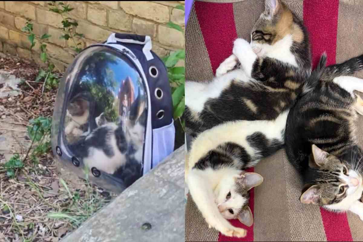 Tre gattini salvati da un zaino abbandonato sotto il sole