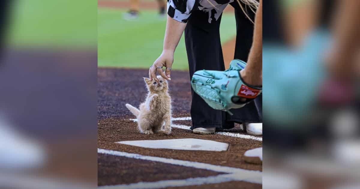 Un gatto salvato diventa il primo lancio più dolce della stagione