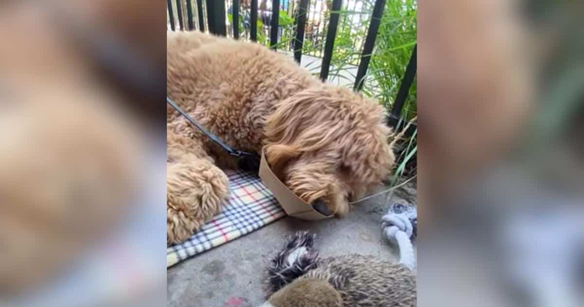 Toast, il cane che si addormenta quando è felice