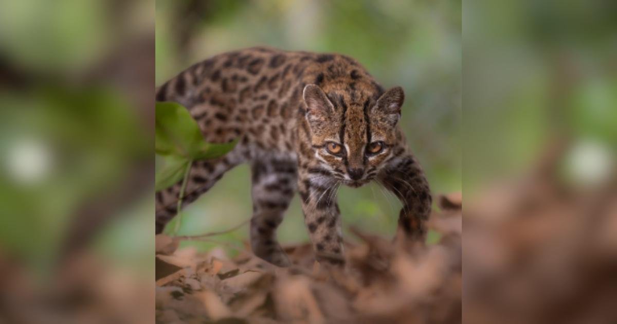 Un gatto selvaggio in Bolivia potrebbe essere la specie feline più recente mai identificata