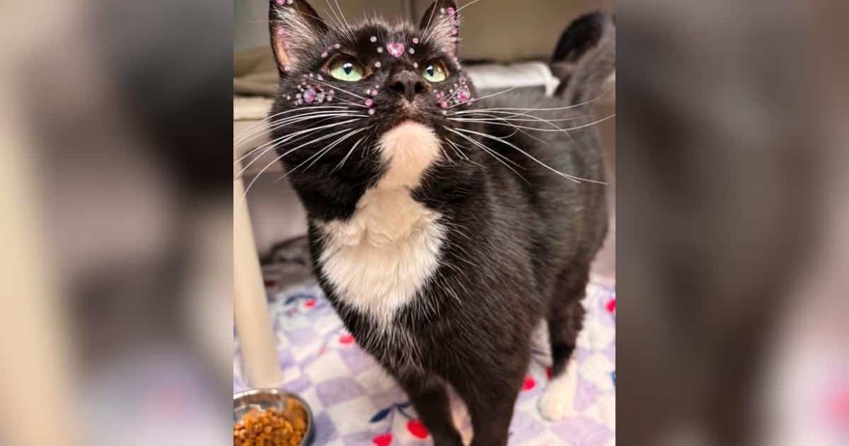 Dolly Purrton, la gatta che aspettava da 136 giorni, trova finalmente casa