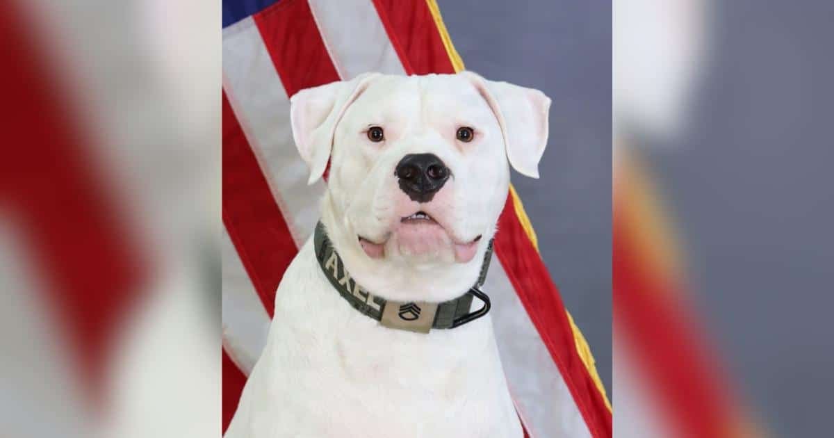 Axel, il cane sordo diventato compagno del National Guard