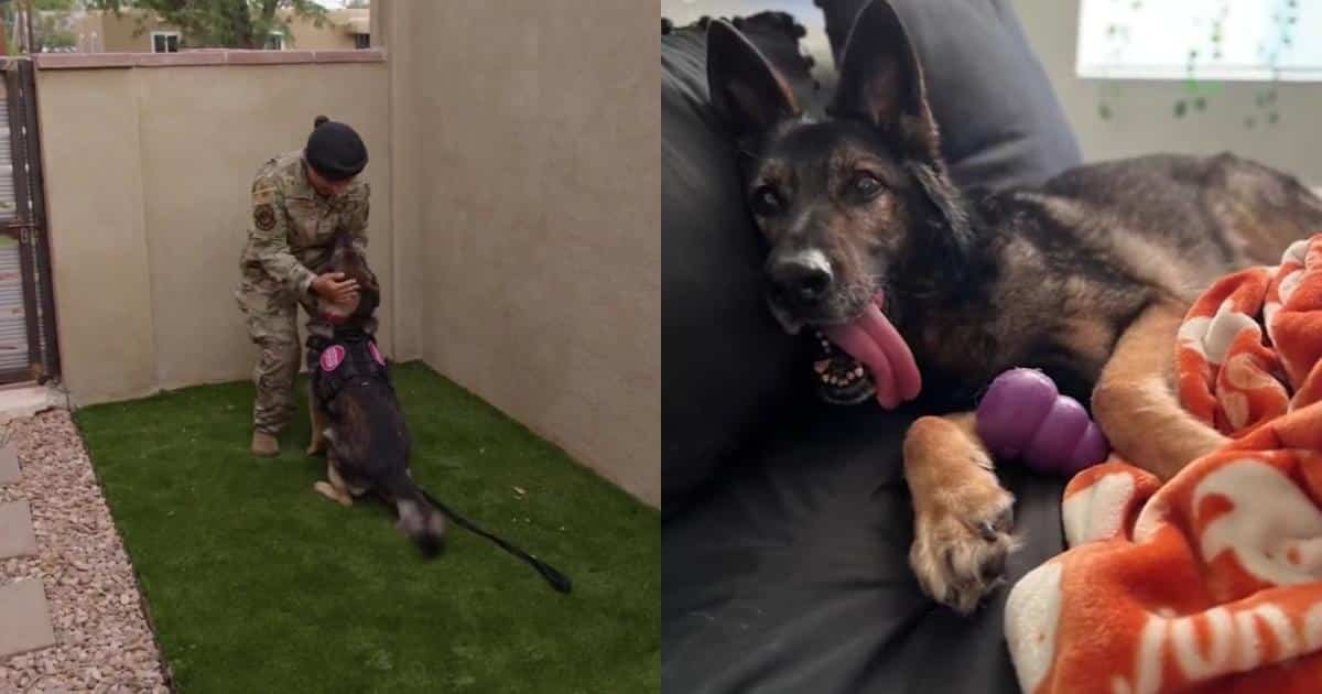 Un legame che supera la distanza tra militare e cane da lavoro