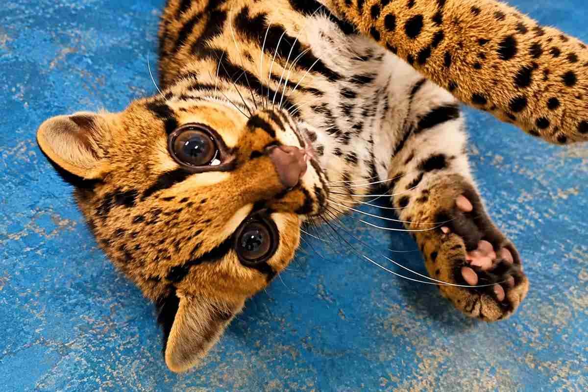 Un cucciolo di jaguarundi salvato in Brasile dopo un errore di identificazione