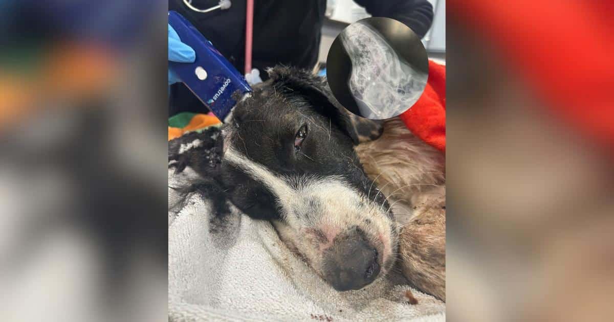 Addie, la cucciola trovata in un canale, ora ha persone che la proteggono