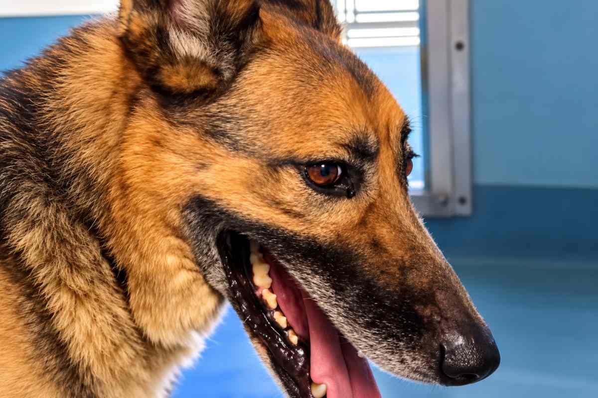 Odin, un pastore tedesco in cerca di una nuova casa, trova un lieto fine grazie a un video sui social