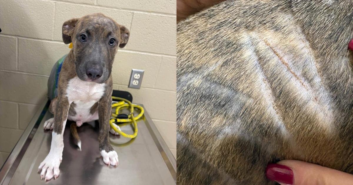Un cucciolo abbandonato con il nome scolpito nella pelliccia trova finalmente una famiglia