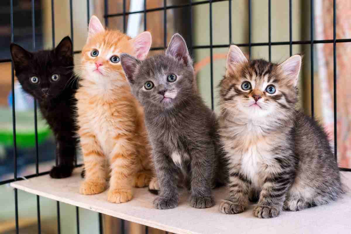 Un donatore anonimo dona 10.700 euro per un rifugio per gatti in Croazia e scompare senza chiedere nulla