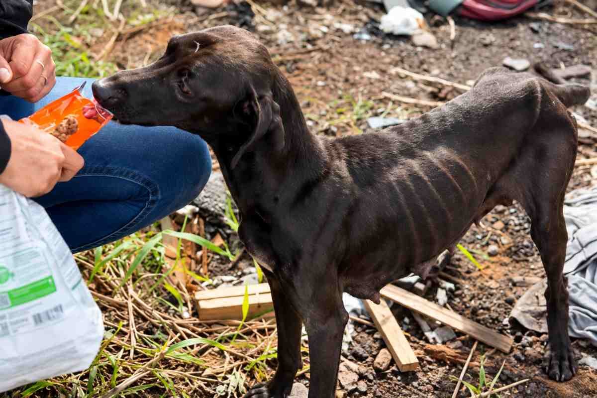Una madre che non ha mai abbandonato i suoi cuccioli