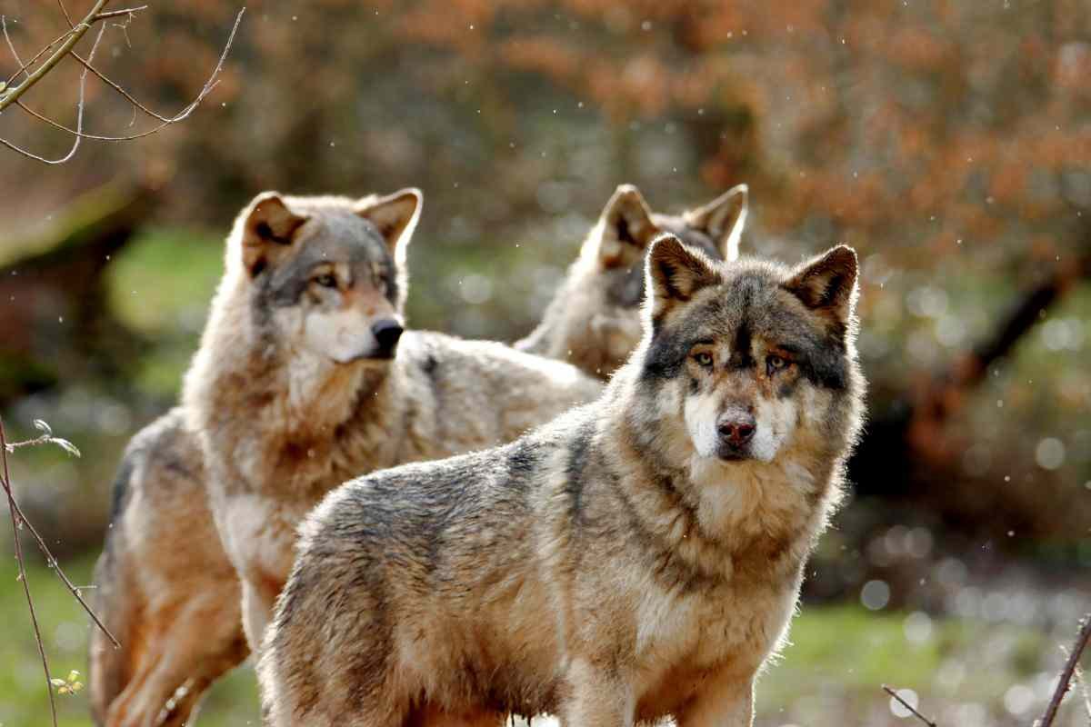 I lupi contribuiscono alla diffusione dei mirtilli: un ruolo sottostimato nell’ecosistema