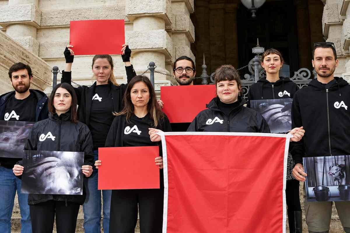 Basta gabbie negli allevamenti: 62mila firme per un cambiamento in Senato