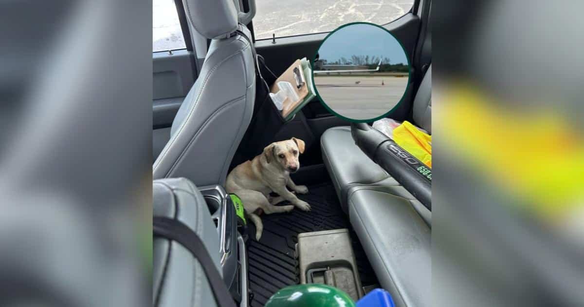 Jet, il cane che ha fatto correre un aeroporto prima di trovare la sua famiglia