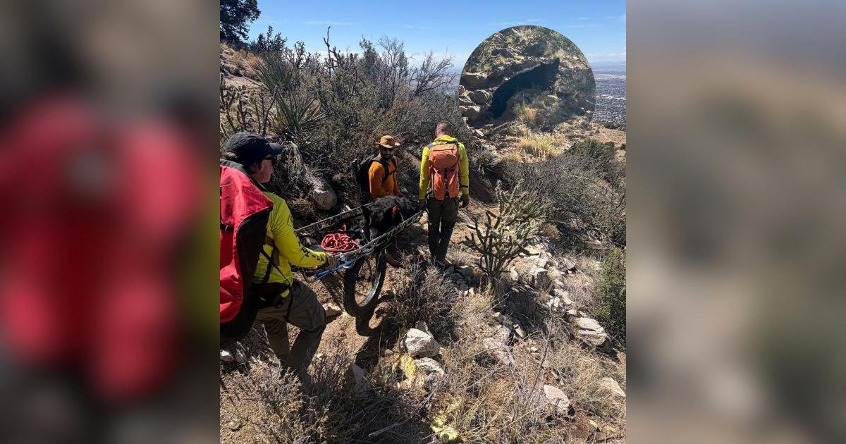 Un cane di 130 chili riceve un’assistenza straordinaria dopo un’escursione in montagna