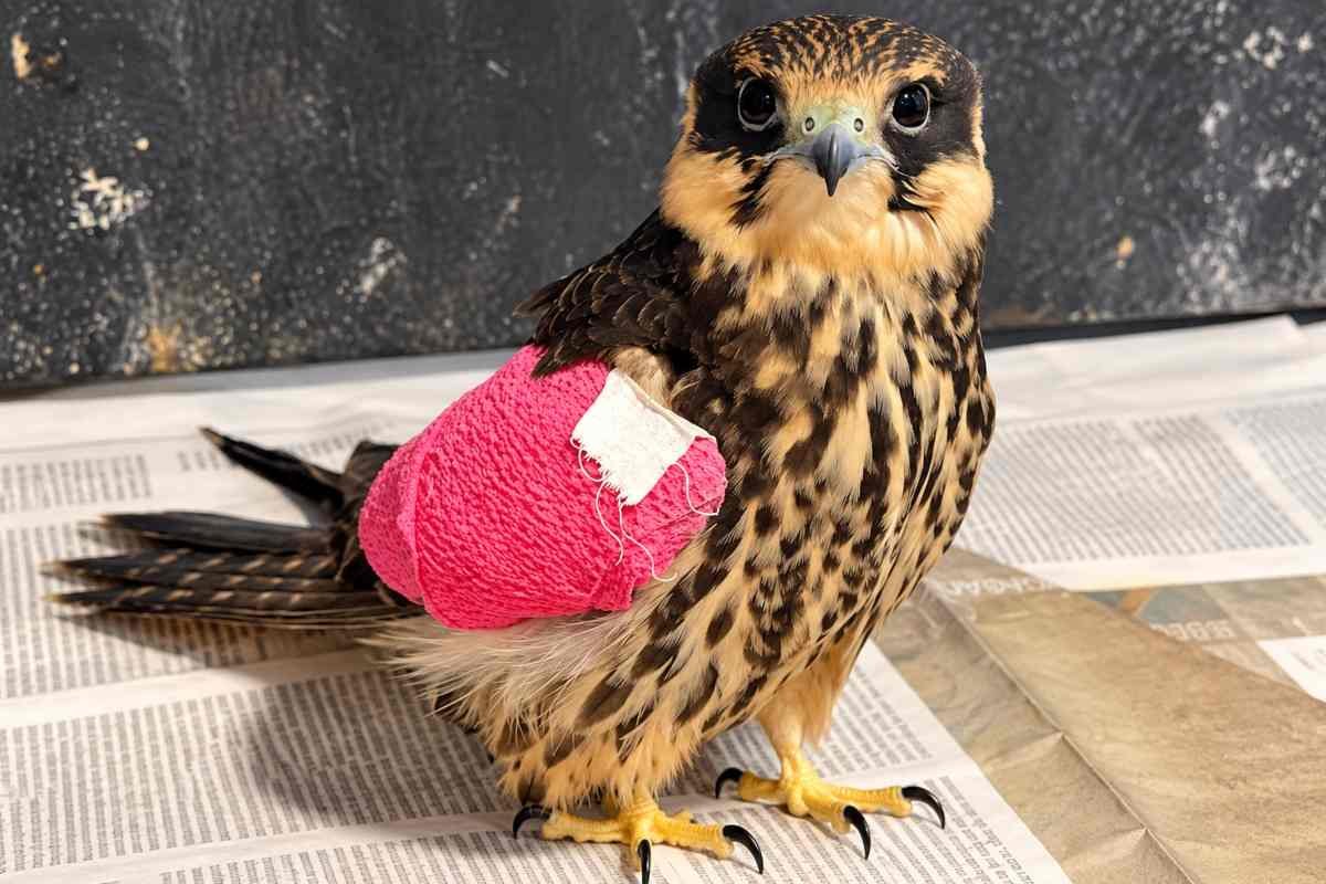 Falco pellegrino ucciso e due uccelli protetti feriti: LIPU denuncia bracconaggio in vista della caccia