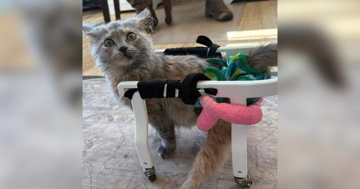 Una gattina con carrozzina esplora il mondo con libertà