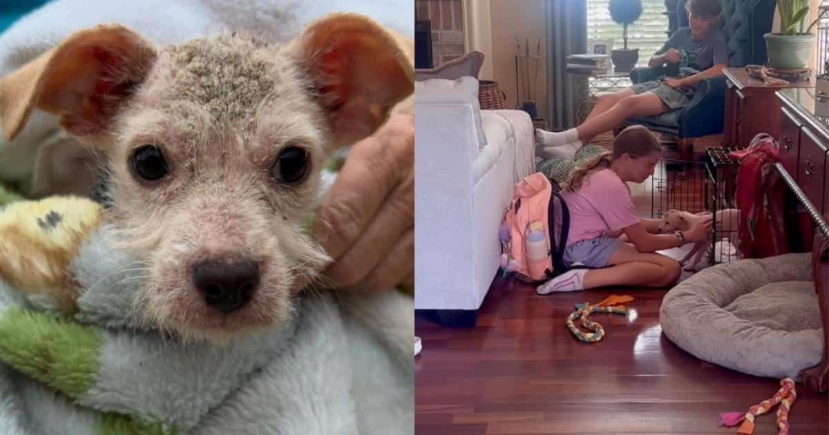 Una bambina si preoccupa per un cucciolo, poi torna a casa con la sorpresa migliore