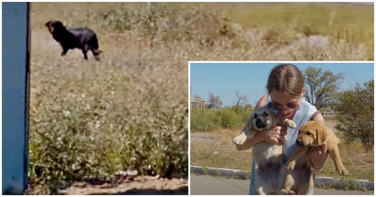 Una madre abbandonata si volta per un ultimo sguardo ai suoi cuccioli e li augura una vita felice