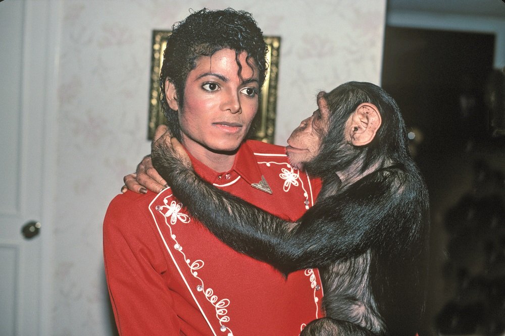 Bubbles, lo scimpanzé di Michael Jackson, vive in pace in un santuario in Florida