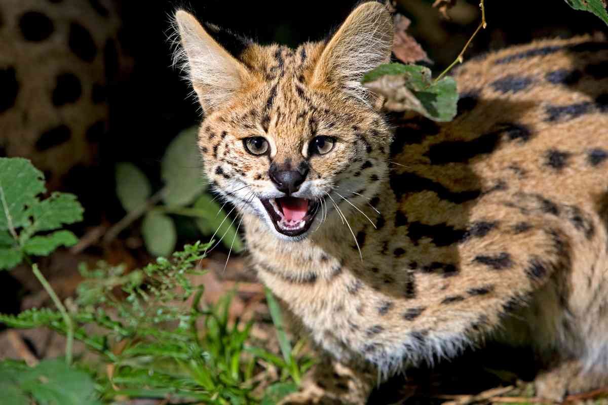 Animali selvatici detenuti come pet: due serval sequestrati nel Bresciano, la situazione in Italia è preoccupante