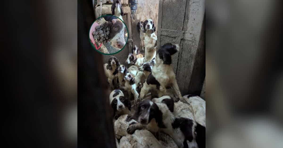 Animali abbandonati trovati in casa: 84 cani e 2 gatti salvati da un’azione rapida