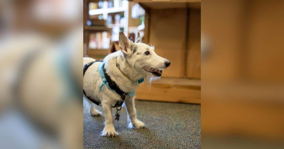 Cody, il cane anziano, dimostra che l’energia non ha età grazie ai suoi zoomies