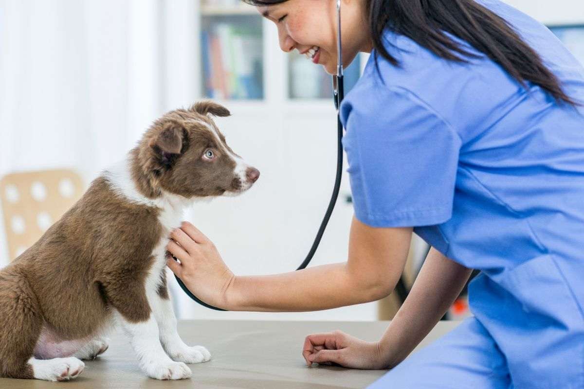 Nuova opportunità per chi ha un ISEE basso: il veterinario sociale a Pescara