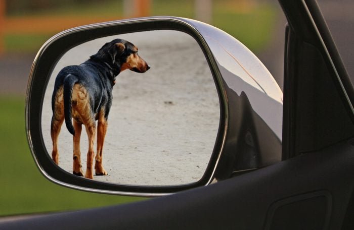 Le leggi di protezione degli animali negli Stati Uniti: una mappa delle differenze