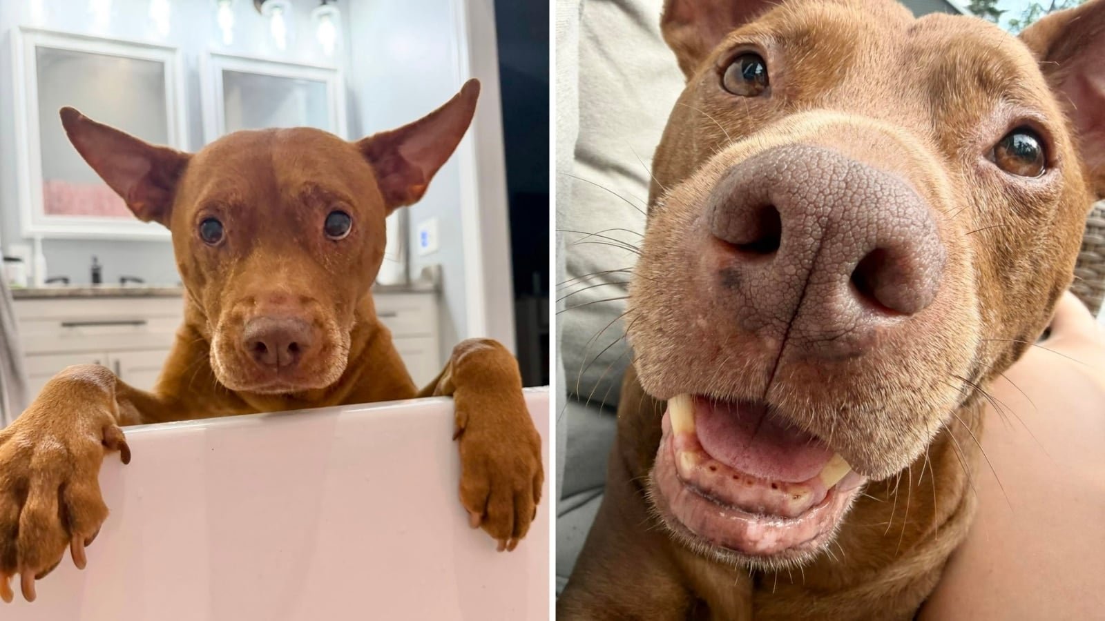 Tatum, il cane parlante che ha reso divertenti le quotidianità, lascia un’eredità di risate e affetto