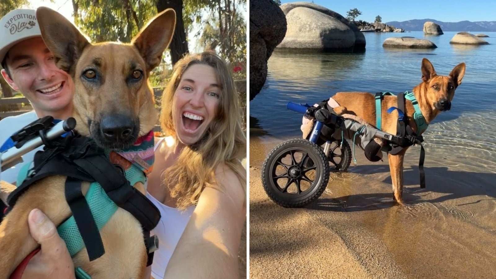 Birdie, la cucciola in sedia a rotelle, trova un rifugio per sempre
