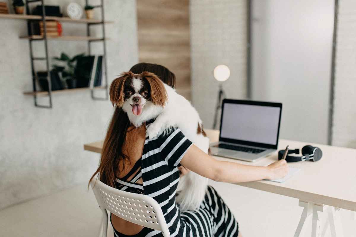 Cani in ufficio a Verona: nuove regole e riflessioni sul benessere degli animali