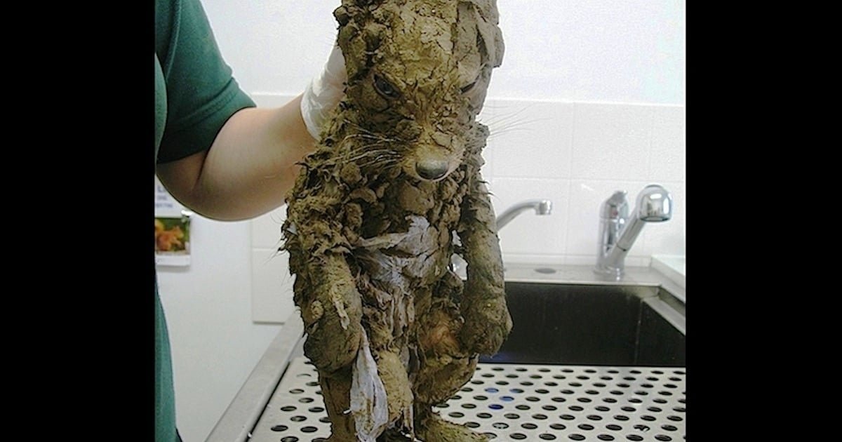 Costruzioni: un cucciolo di volpe salvato da un’azione eroica