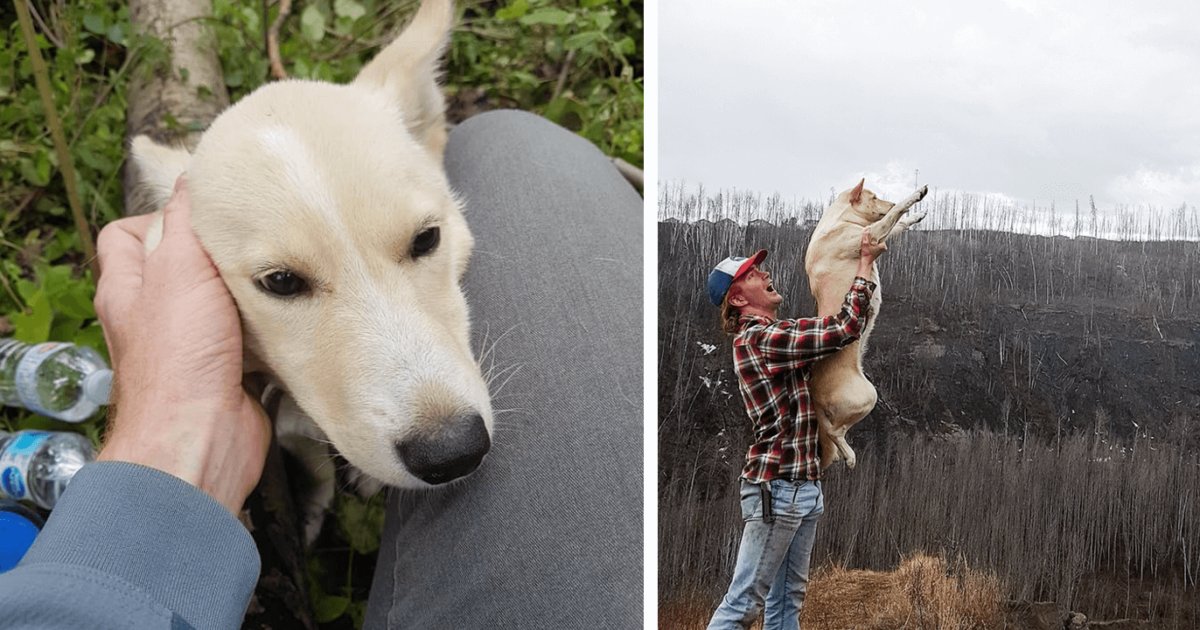 Un cane con le zampe rotte salvato da un uomo nei boschi