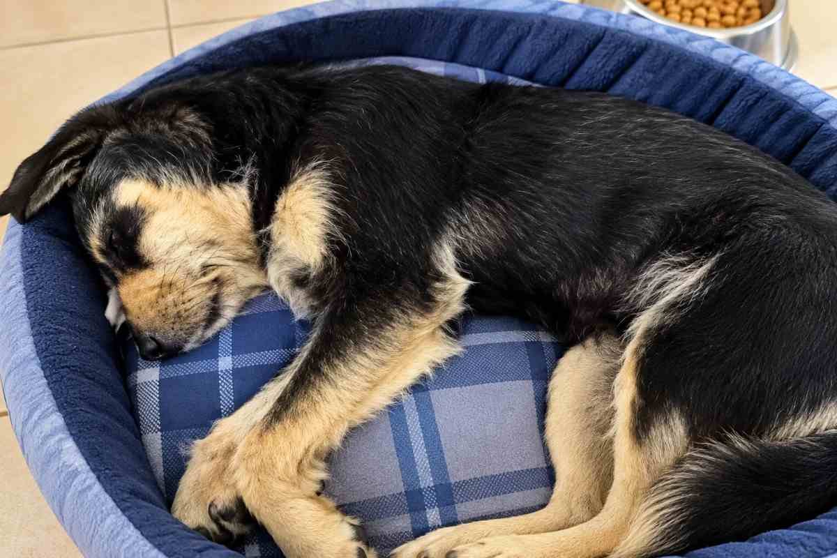 Un cane randagio percorre 150 km con i pellegrini e ritrova il suo umano ai piedi della basilica