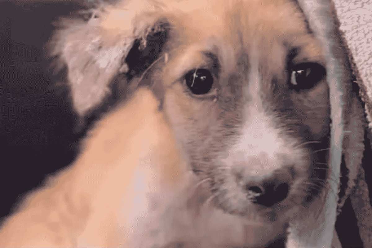 Una cucciola abbandonata e ferita trova un nuovo inizio grazie a un’organizzazione no-profit
