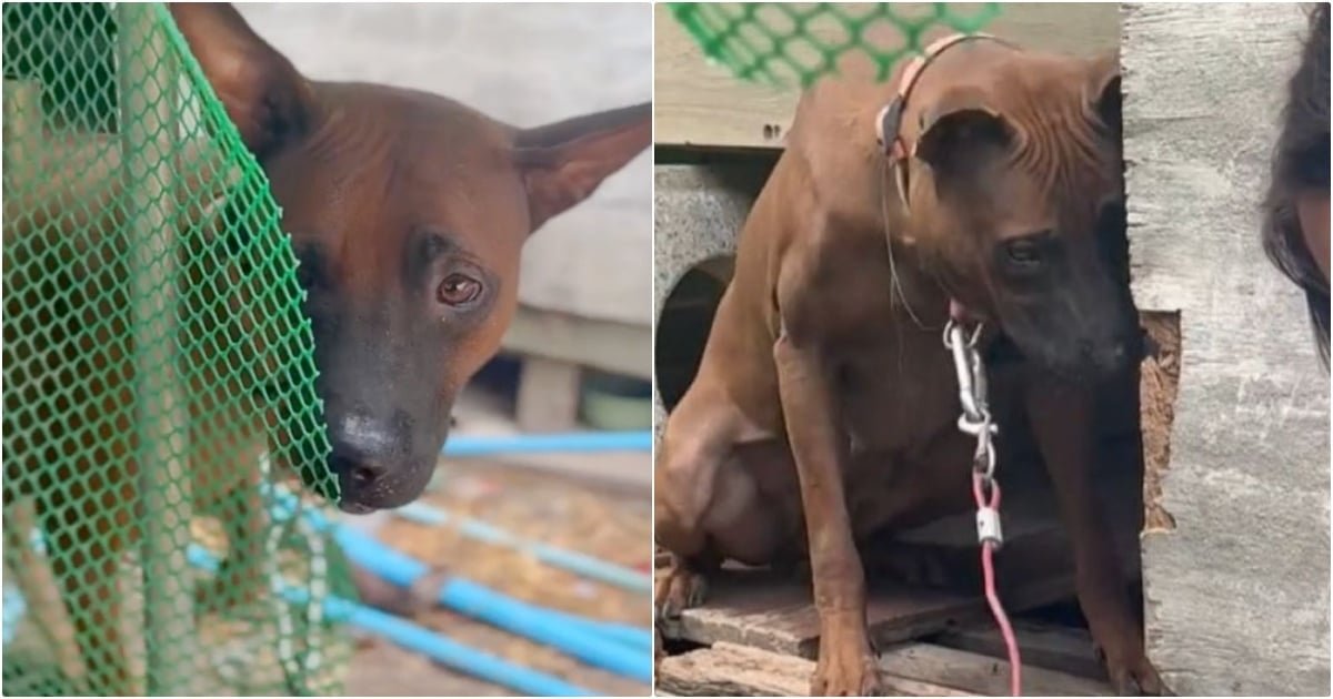 Isabella, la cucciola allevata in catena, trova finalmente la libertà
