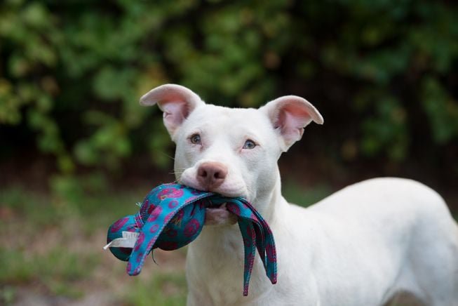 Ghost, il cane sordo diventa poliziotto per il recupero di droga