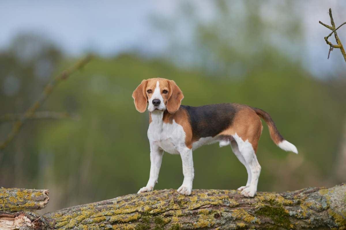 Esperimenti su cani a Verona: 14 denunce e 17 Beagle salvati e adottati