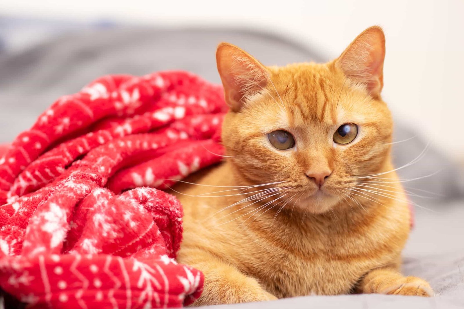 La genetica del gatto giallo è finalmente svelata dopo decenni di ricerche