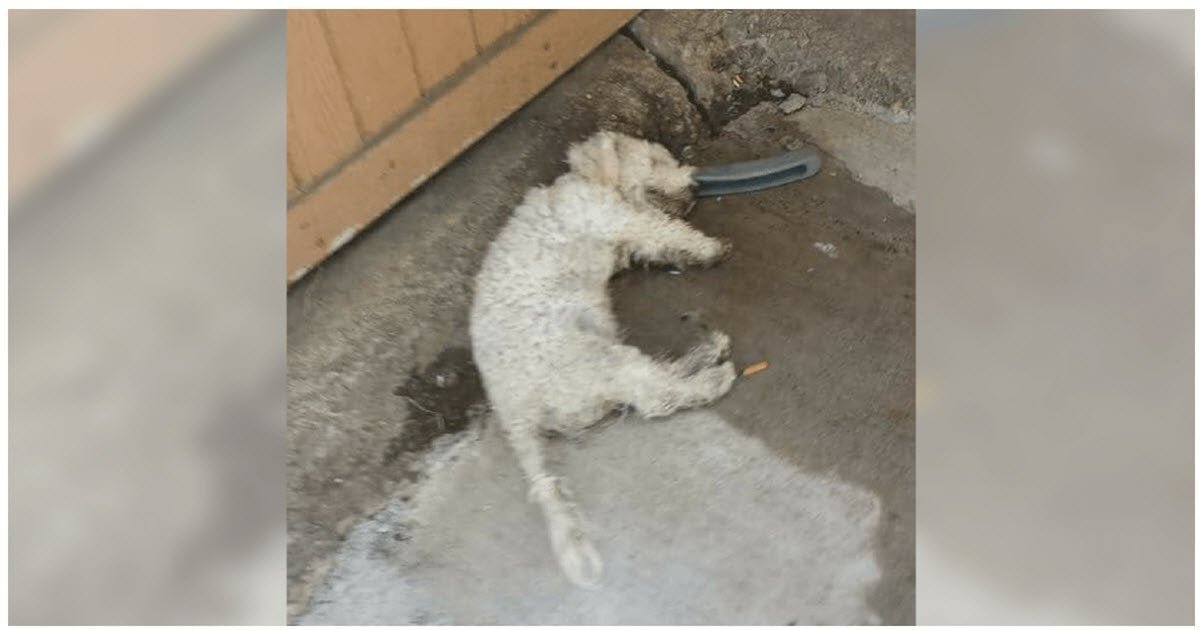 Un cane abbandonato si alza quando la persona che lo aspettava lo porta a casa