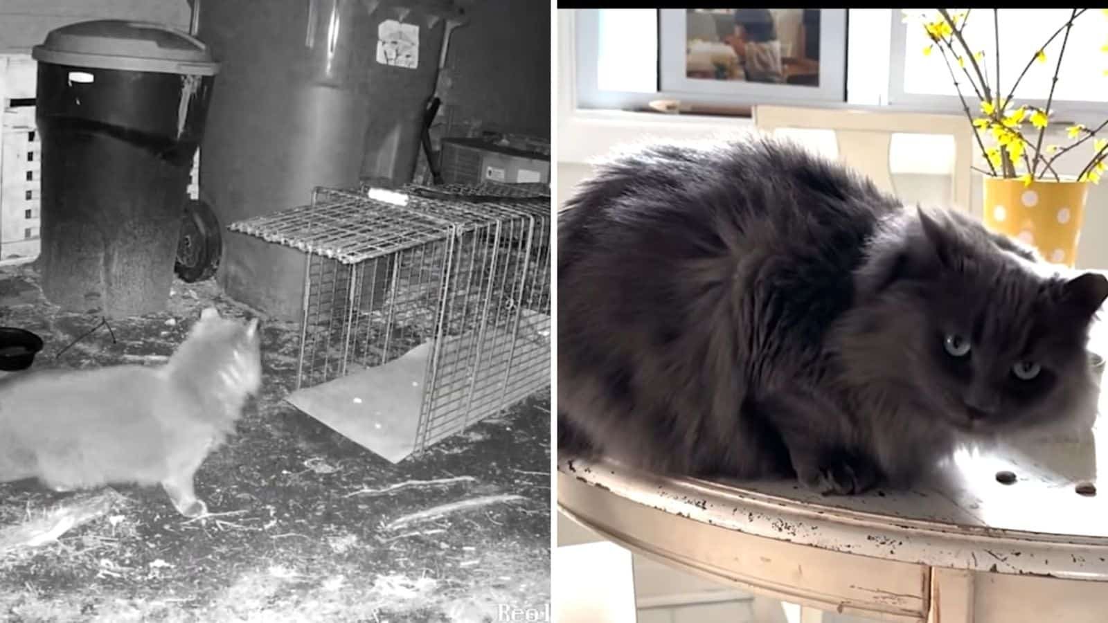 Turtle, il gatto smarrito, torna a casa dopo 571 giorni
