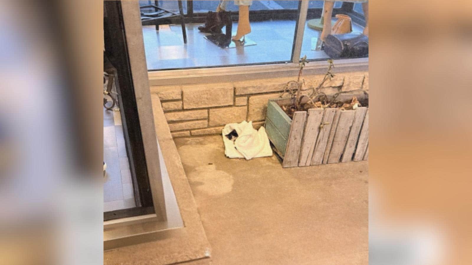 Un gatto abbandonato trova rifugio in un caffè per gatti