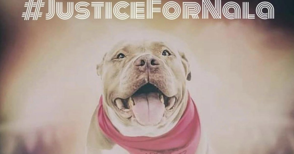 Nala, la pit bull adottata, è morta dopo pochi giorni in casa di una famiglia