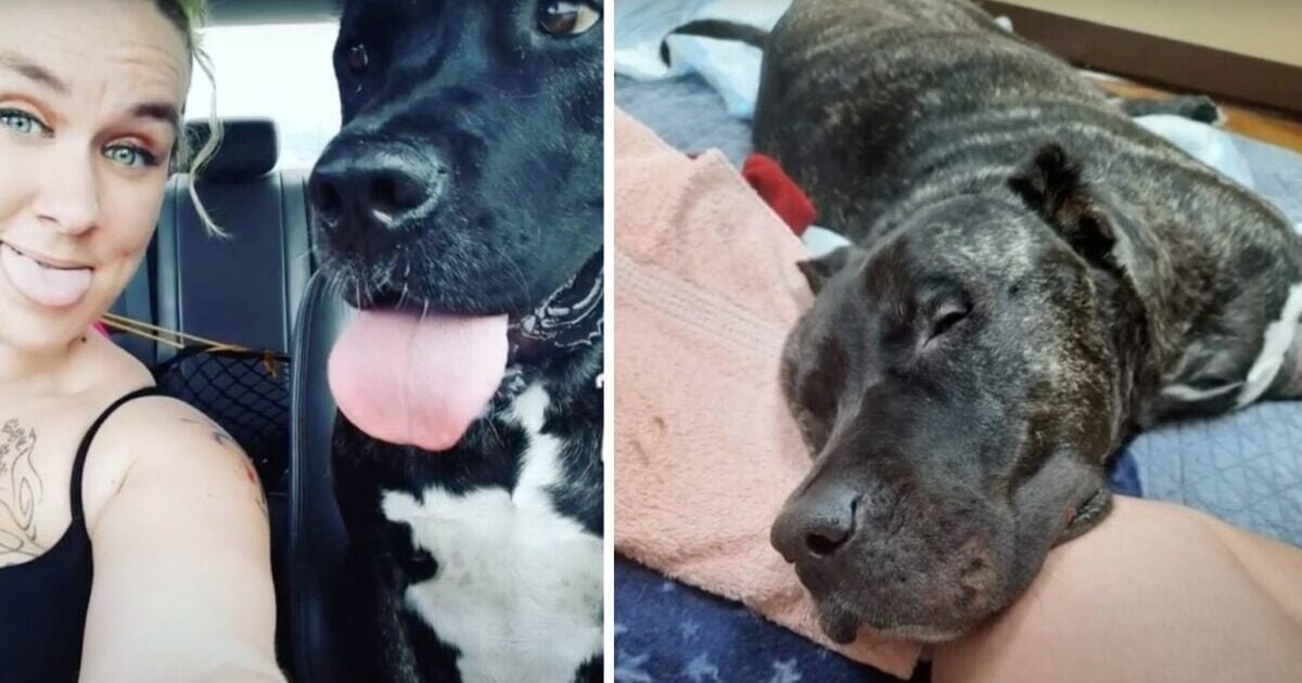 Una visita al veterinario si trasforma in tragedia per un cane apparentemente sano