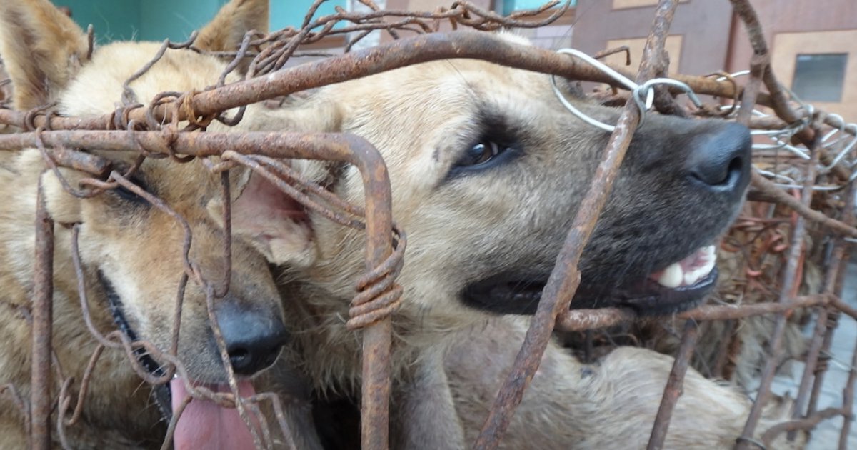 386 Cani Salvati Dopo Un’Operazione di Soccorso in Cina