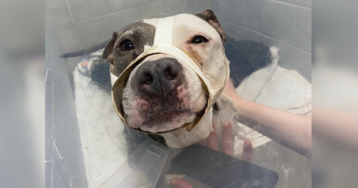 Elyria, la cucciola ritrovata dopo anni di dolore e speranza