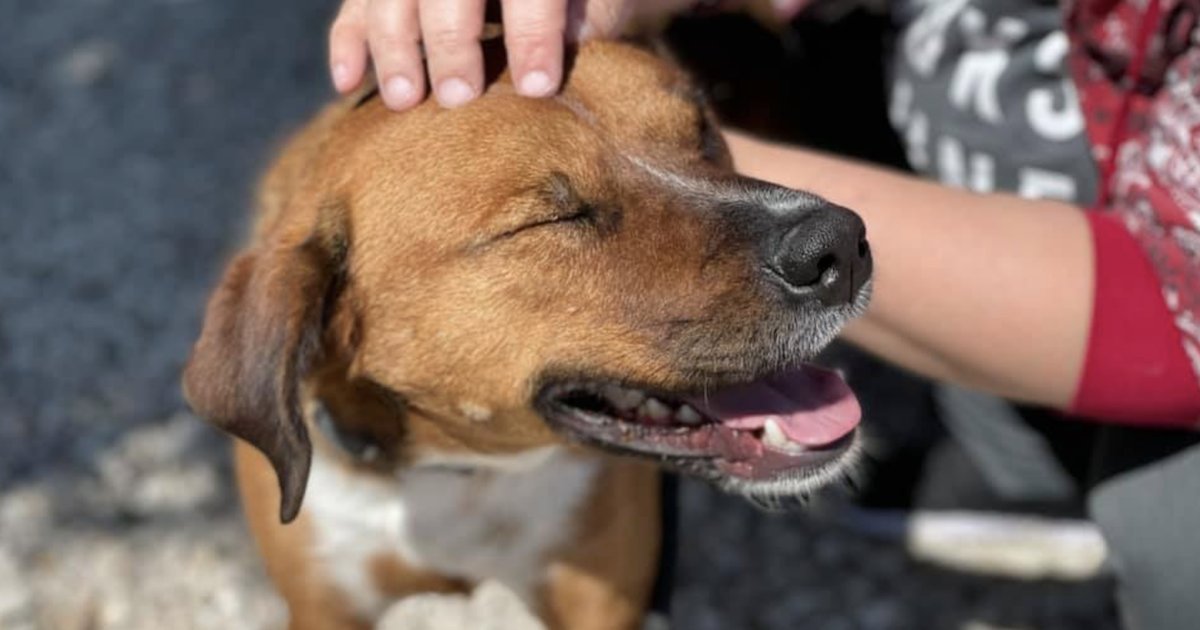 Rusty, il cane più tempo in allevamento, trova finalmente un’adozione stabile