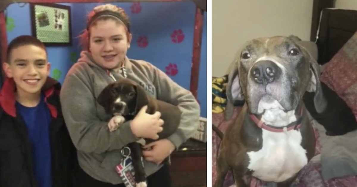 Una famiglia lotta per riavere il cane perso, ma la risposta del rifugio è inaspettata