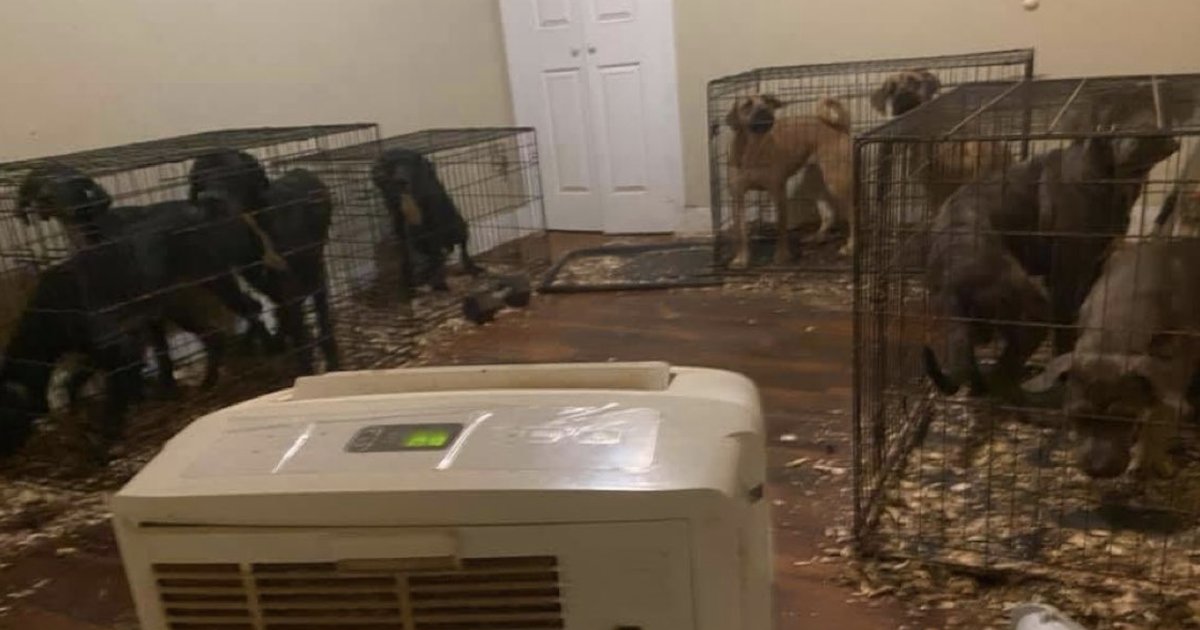 Proprietaria riscontra abuso di animali e denuncia inquilino a New York